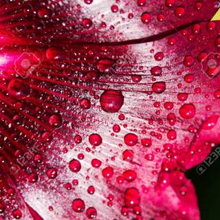 Pink water drops wallpaper
