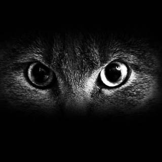 Cat eye wallpaper