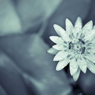 Humanitary wallpaper