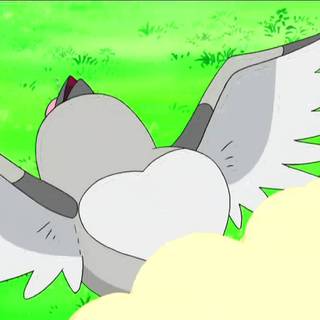 Pidove HD wallpaper