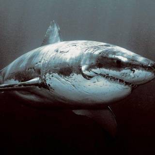 Sharknado 6 wallpaper