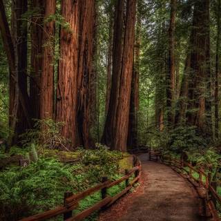 Redwood National Park wallpaper