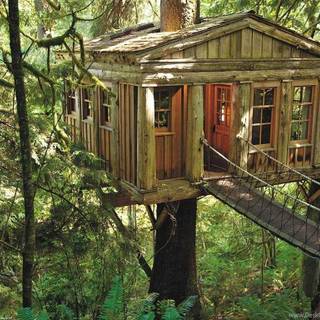Treehouse wallpaper