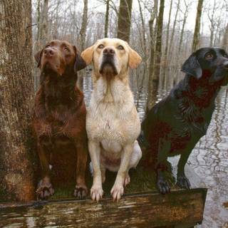 Hunting dogs wallpaper