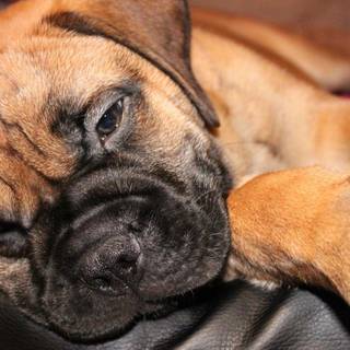 Bullmastiff wallpaper