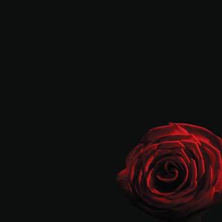 Vendetta band wallpaper