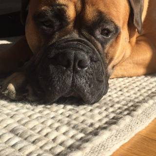 Bullmastiff wallpaper