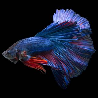 Fighting fish wallpaper