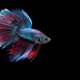 Fighting fish wallpaper