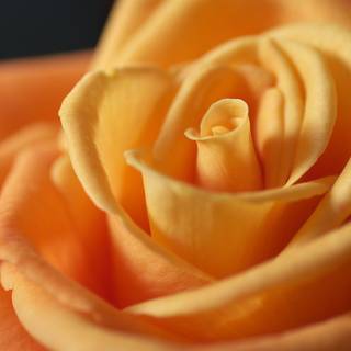 Orange rose wallpaper