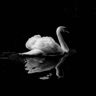 iPhone mobile wallpaper