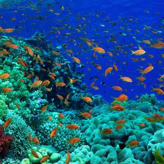 Aquatic animals wallpaper