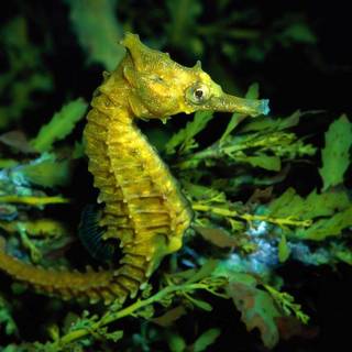 Aquatic animals wallpaper