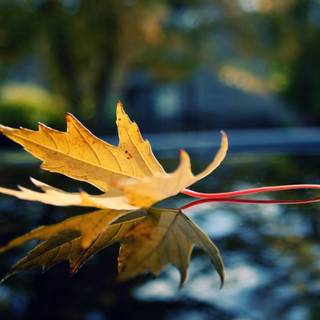 Desktop HD wallpaper