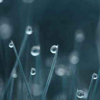 Black feather water drops wallpaper