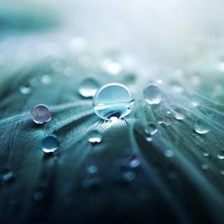Black feather water drops wallpaper