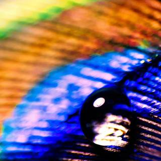 Black feather water drops wallpaper