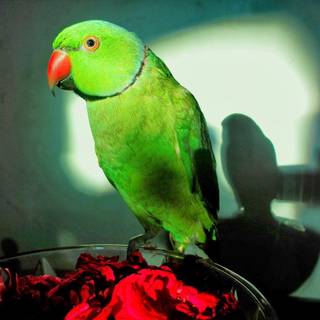 Green parrot wallpaper