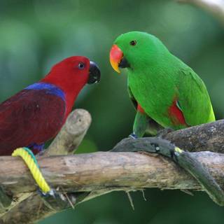 Green parrot wallpaper