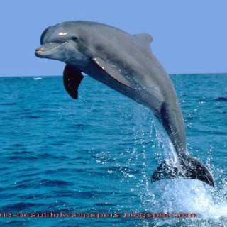 Jumping dolphin wallpaper