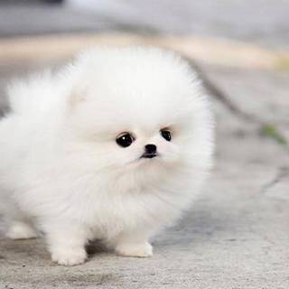 Chocolate Pomeranian wallpaper