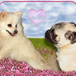 Chocolate Pomeranian wallpaper