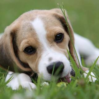 Beagle dog wallpaper