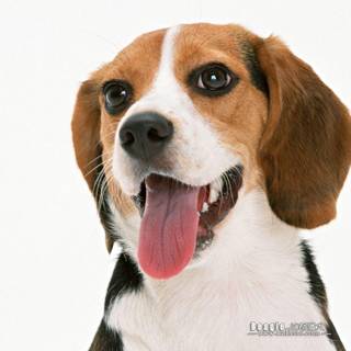 Beagle dog wallpaper