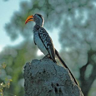 Hornbill wallpaper