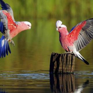 Wonderfull wallpaper