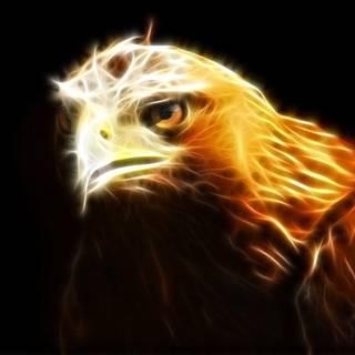 Fire eagle wallpaper