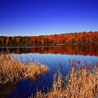 Philadelphia PA wallpaper