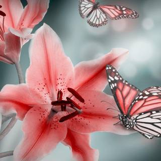 Luna Butterfly wallpaper