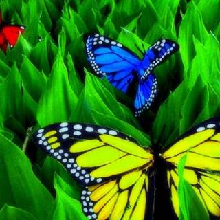 Luna Butterfly wallpaper