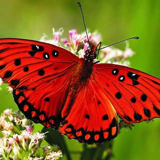 Luna Butterfly wallpaper