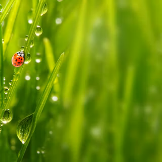 Green rain wallpaper