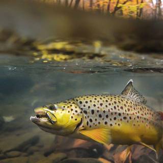 Fly fishing iphone wallpaper