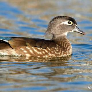 Ipad duck hunting wallpaper