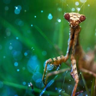 Mantis wallpaper