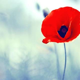 Wallpaper poppy