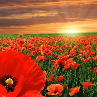Wallpaper poppy