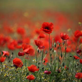 Wallpaper poppy