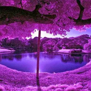 Wallpaper desktop purple