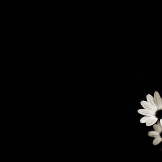 Black flower wallpaper HD