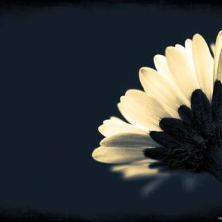 Black flower wallpaper HD