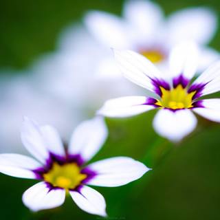 Cute flowers wallpaper