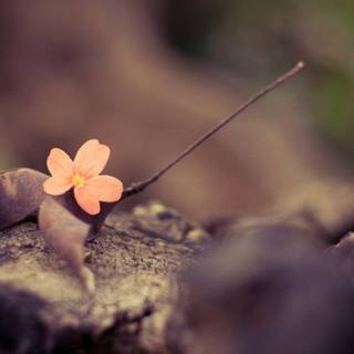 Autumn 2018 wallpaper