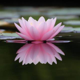 Pink water lily wallpaper