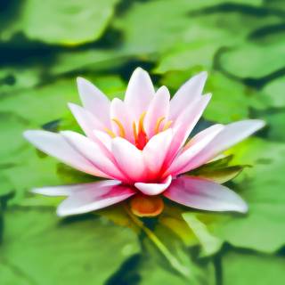 Pink water lily wallpaper