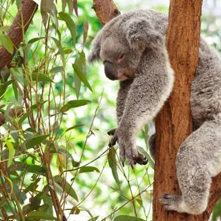 Baby koala wallpaper